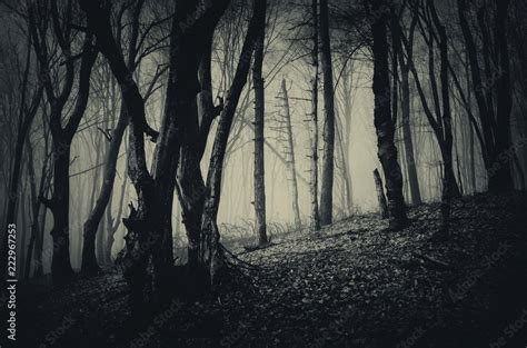 scary trees in dark forest, fantasy landscape Stock Photo | Adobe Stock