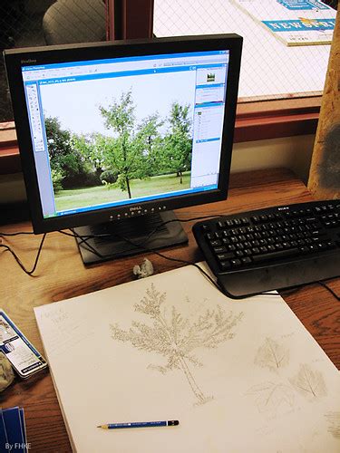 Drawing a Maple Tree | Drawing a maple tree in front of a mo… | Flickr