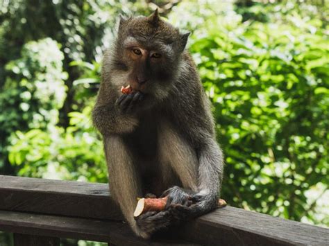 Ubud Monkey Forest Bali: Things To Know Before You Go | Almost Landing ...