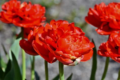 red peony tulip - KidsGardening