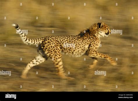 Cheetah (Acinonyx jubatus), running Stock Photo - Alamy