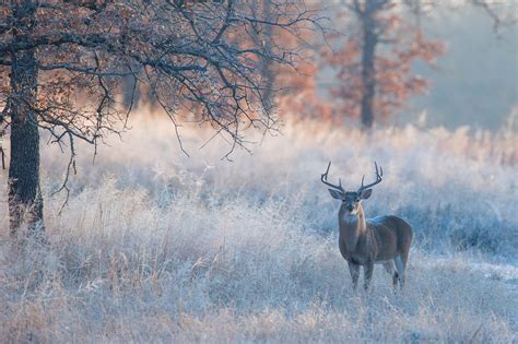 Whitetail deer season underway in Scott County - Discover Scott | Big ...