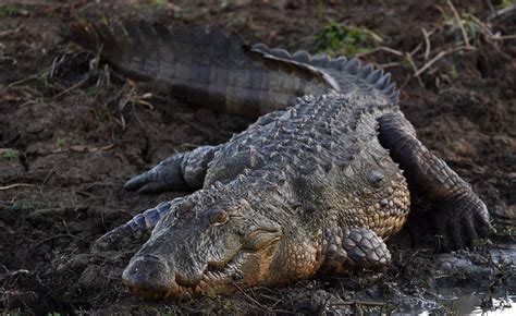 Scientists discover new giant crocodile species that lived 18 million years ago - TrendRadars UK