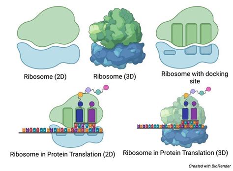 Ribosomes: Function, Definition, Structure, and Formation