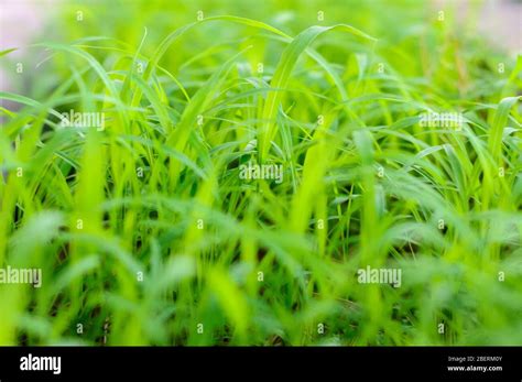 light green grass close up abstract Stock Photo - Alamy