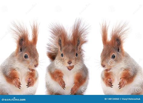 Three Squirrels Eating Hazelnuts Stock Photo - Image of pretty, beauty: 148134060