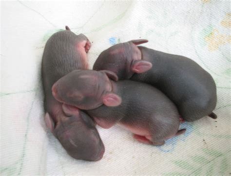 How To Care For Baby Bunnies Just Born - Care Workers Vaccine