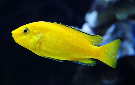 Learn About Colourful Cichlid Fish Types In The Next 60 Seconds.