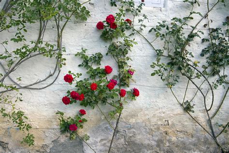 Types Of Climbing Roses