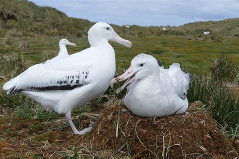 Remember The Razorbill: Wandering Albatross Breeding Season