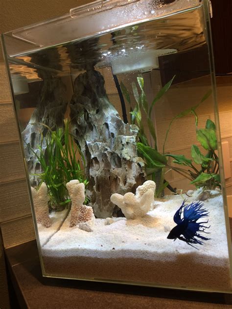 Gallon Betta Tank Setup Ideas Order Cheapest | www.pinnaxis.com