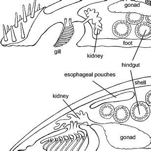 Comparative morphology of generalized Polyplacophora, Monoplacophora,... | Download Scientific ...