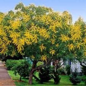 Koelreuteria paniculata | oroseeds