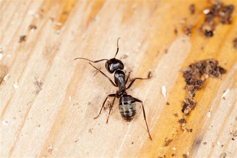 What You Need to Know About Carpenter Ants