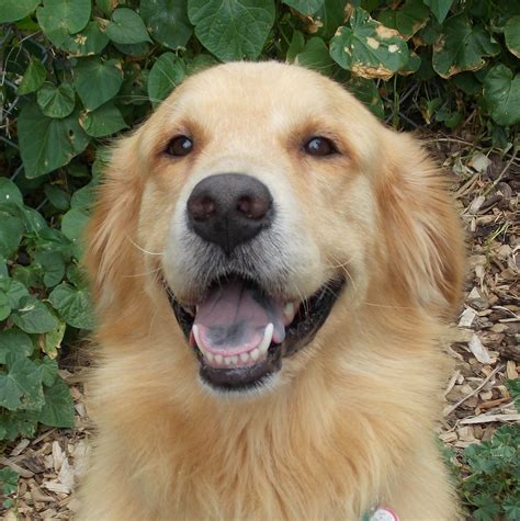 As Good As Gold – Golden Retriever Rescue of IllinoisBoston - As Good ...