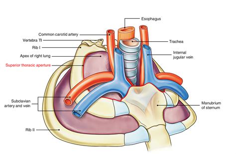 Easy 3 Mins Notes On 【Superior Thoracic Aperture – Thoracic Inlet】