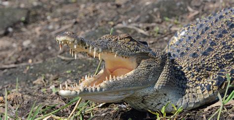 Species Feature: Saltwater Crocodile | Australian Wildlife Journeys