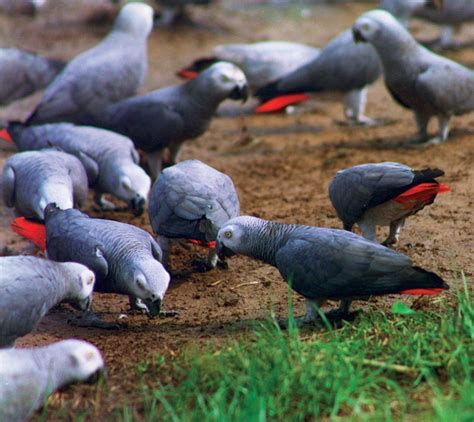 African Grey Parrot Latest Facts And Pictures | All Wildlife Photographs