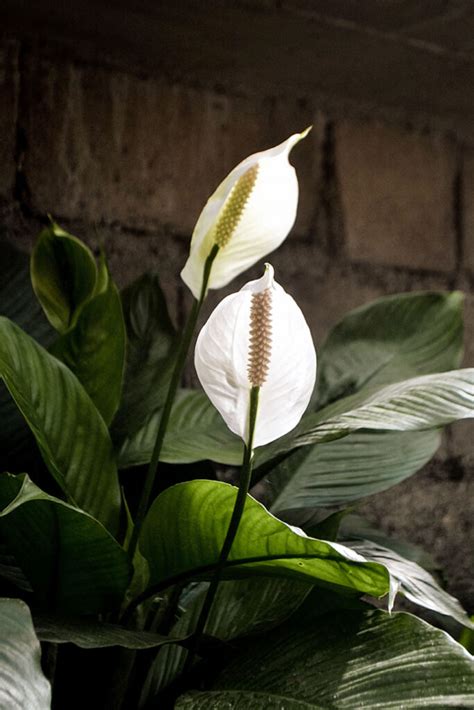 Growing Peace lily plant | Peace lily care | Spathiphyllum - Naturebring