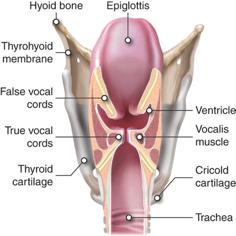 Cenveo - Drawing Larynx and vocal cords - English labels | AnatomyTOOL