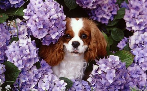 Flowers animals dogs purple flowers king charles spaniel wallpaper ...