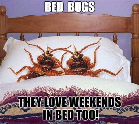 Funny Bed Bug Gif