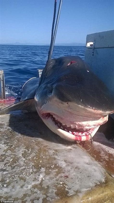 Australia has the highest number of fatal shark attacks in the world | Daily Mail Online