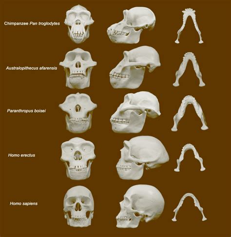 Australopithecus Skull