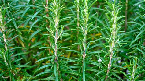 23 Fun Facts About Rosemary Plants - Pioneerthinking.com