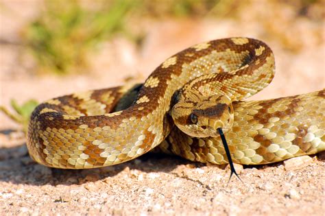 Rattlesnake Bite Prevention | Denver Health