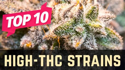 Top 10 High-THC Weed Strains - Stellar Seeds