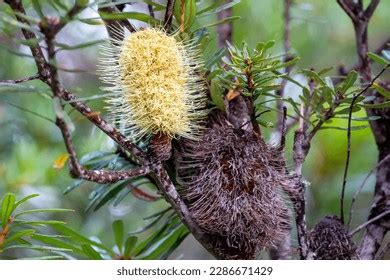 722 Banksia Seeds Images, Stock Photos & Vectors | Shutterstock