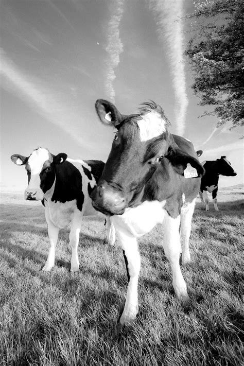 Nosey Cow Black and White - Jon Cruttenden Photography