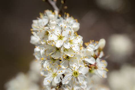 Hawthorn Blossom Bloom - Free photo on Pixabay - Pixabay