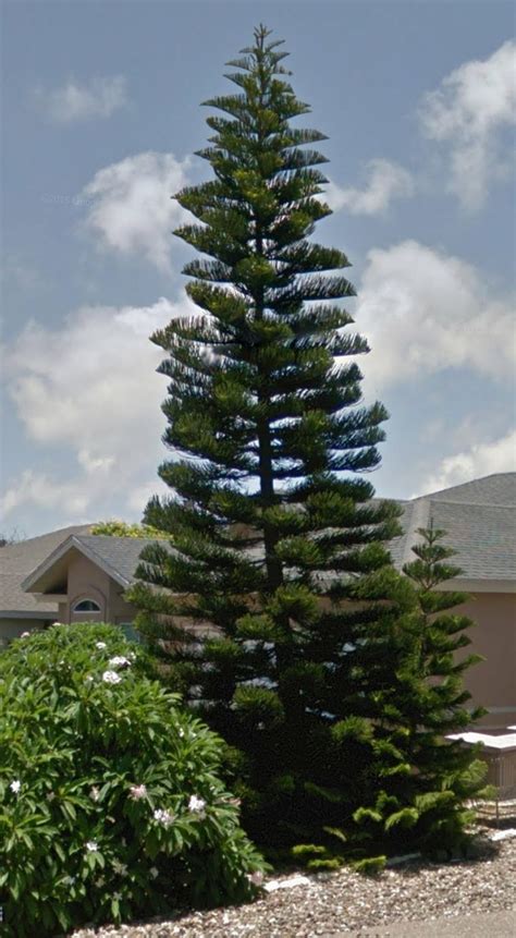 200以上 norfolk island pine tree florida 879669-How to save a dying norfolk island pine