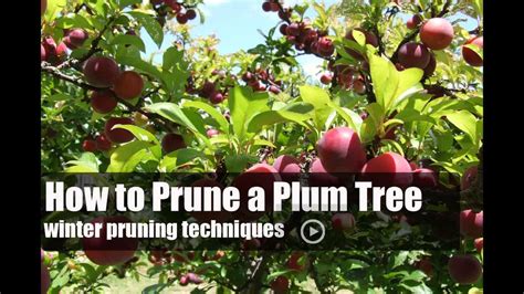 How to Prune a Plum Tree? – The Housing Forum