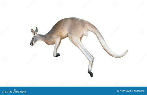 Red Kangaroo Jumping Stock Photo - Image: 44146628