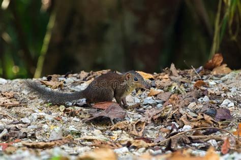 Cute Common Tree Shrew Walking on Forest Ground at Fraser’s Hill, Malaysia, Asia Stock Image ...