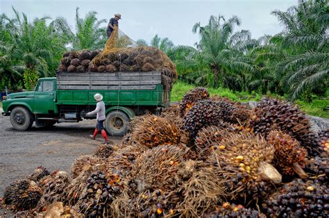 Palm Oil Tree Plantation