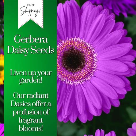 Gerbera Daisy Seeds 50 Seeds Daisy Mum Flower, Flower Seeds, Annual Seeds, Bulk Seeds, Wholesale ...