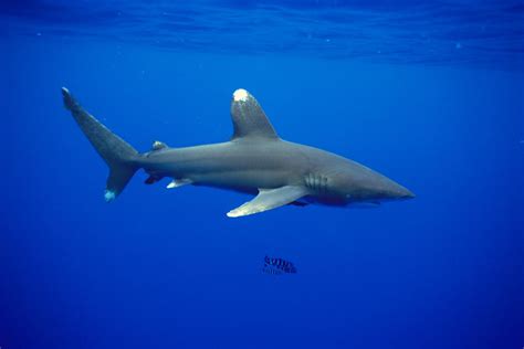 Whitetip Shark - Branson's Wild World