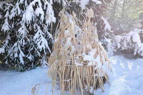 Ornamental Grasses In Winter | American Meadows