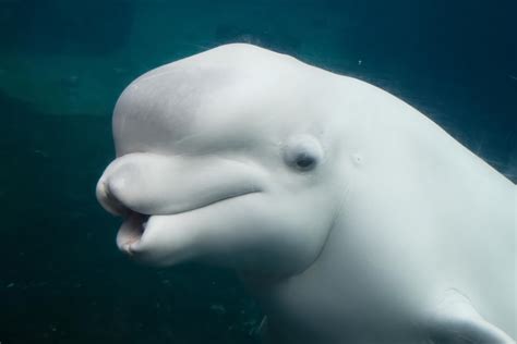 Beluga Whale in Mystic Aquarium, Mystic, Connecticut photo – Free Grey Image on Unsplash