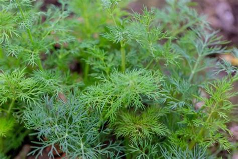 How to grow dill indoors | Herbs at Home