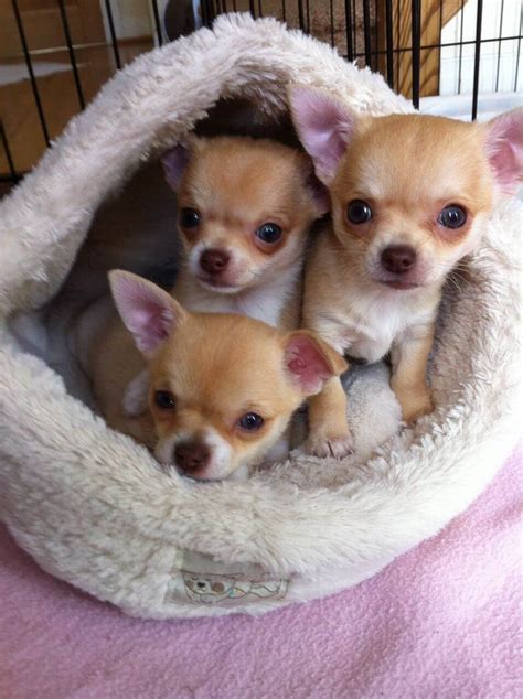 Chihuahua puppies - Newtown Square Veterinary Hospital