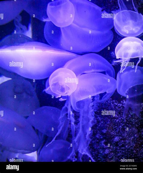 Detail of jellyfish, medusa Stock Photo - Alamy