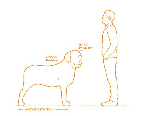 How Big Will My Mastiff Get