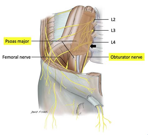 Obturator Nerve - Dr. Justin Dean