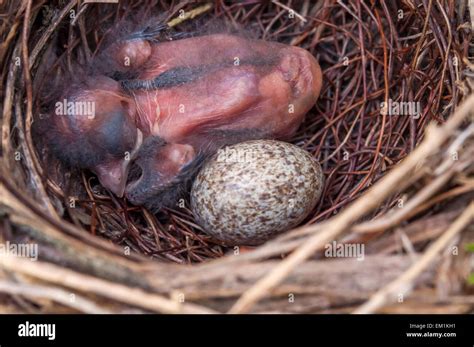 Cardinal nest hi-res stock photography and images - Alamy