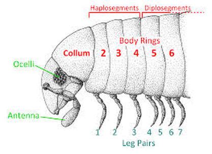 Digestion - The Giant Pill Millipede